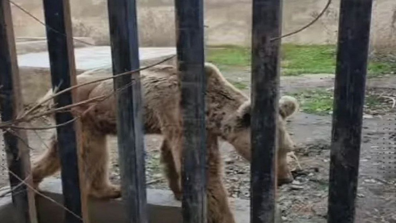 دادستان مازندران درباره نحیف بودن خرس و شیر در باغ وحش ساری: بیماری برای حیوانات با سن بالا طبیعی است / فردی با عبور غیرقانونی از حفاظ سیمانی اقدام به تصویربرداری و انتشار آن کرده
