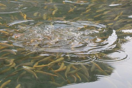 رهاسازی ۲ میلیون و ۵۵۰ هزار قطعه بچه ماهی در تالاب شادگان