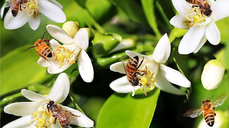 «مسیرهای وزوزی»؛ اتحادیه اروپا برای زنبورها خطوط پروازی امن راه‌اندازی می‌کند