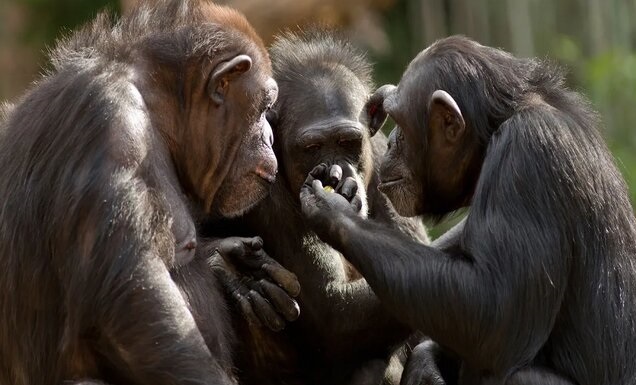 نتایج یک مطالعه: انسان‌ها قادر به درک حرکات شامپانزه‌ها هستند