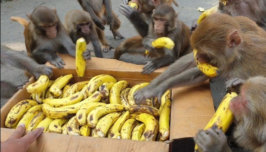 فیلم| یورش ده‌ها میمون گرسنه به یک جعبه