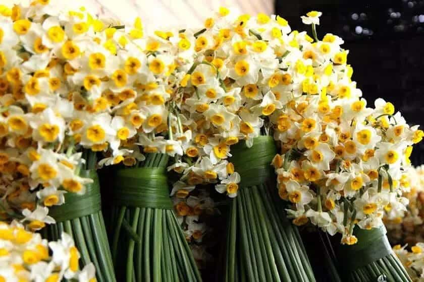 خوزستان، قطب تولید گل و گیاه زینتی