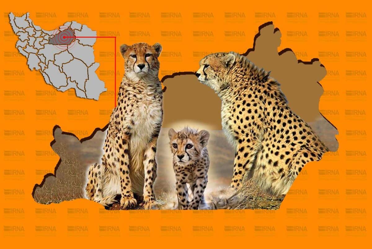 تنوع رنگارنگ ۵ گونه گربه‌سان در توران سمنان + فیلم