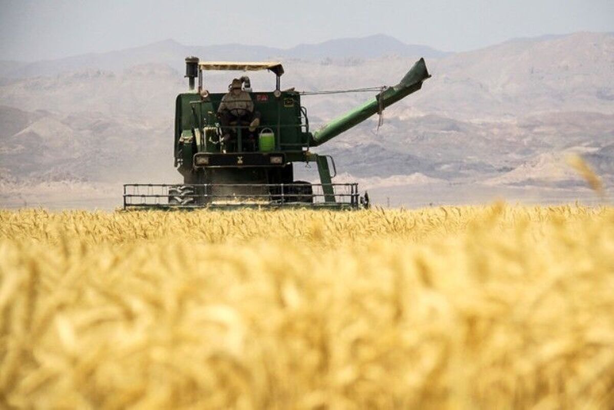 قیمت گندم چه زمانی مشخص می شود؟