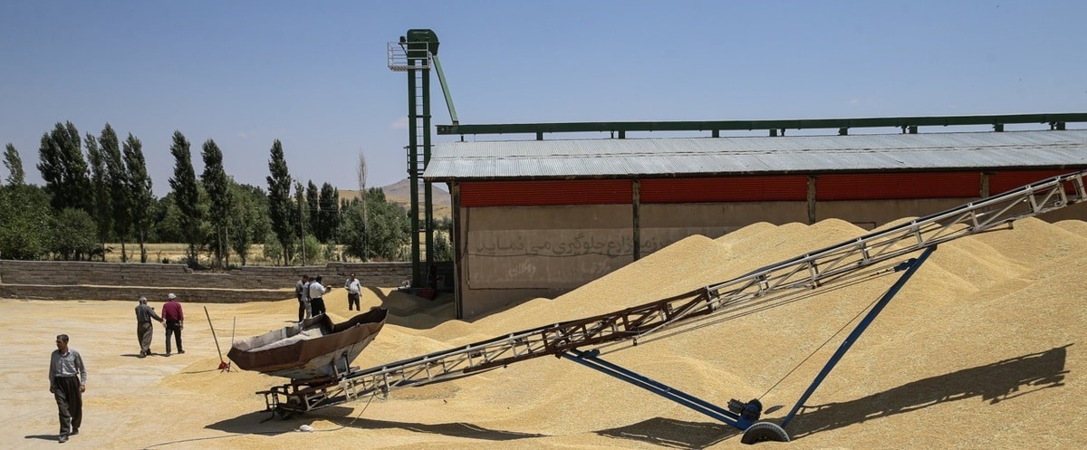 قیمت خرید تضمینی گندم برای سال زراعی ۱۴۰۴-۱۴۰۵ اعلام شد