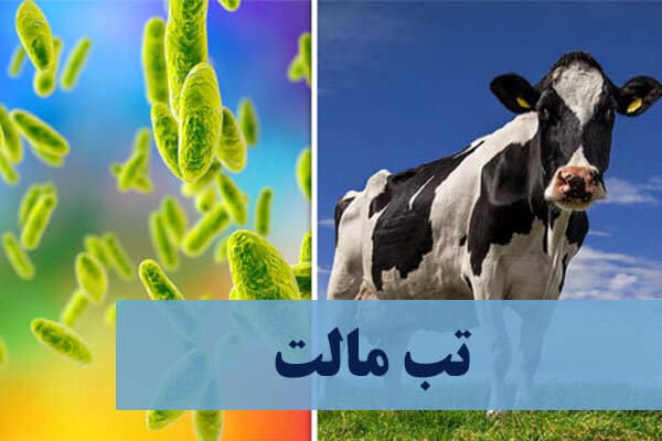 تولید کیت ایرانی تشخیص بروسلوز با بهره‌گیری از پروتئین نوترکیب بومی