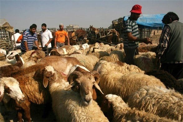 قیمت جدید دام‌زنده ۱۹ دی‌ماه ۱۴۰۴ اعلام شد/ گوسفند و گوساله گران شد + جدول
