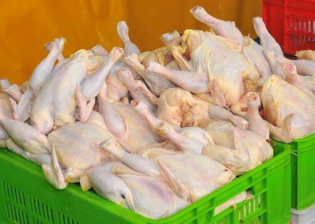 حذف شتاب‌زده ارز ترجیحی، تولید مرغ را زیان‌ده کرد/ خطر کاهش تولید
