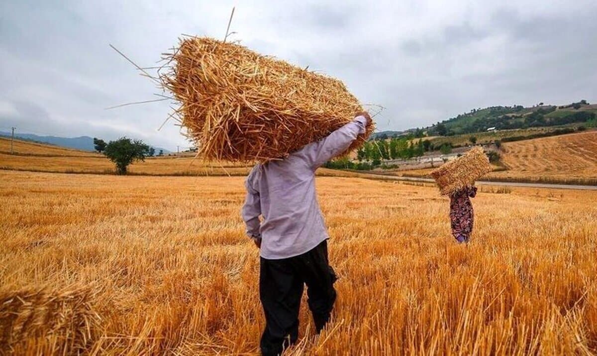 خبر مهم وزیر جهادکشاورزی برای گندم‌کاران/ زمان پرداخت مطالبات گندم‌کاران مشخص شد