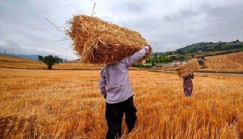 جدیدترین خبر درباره پرداخت مطالبات گندمکاران/ سرنوشت خودکفایی گندم به کجا رسید؟