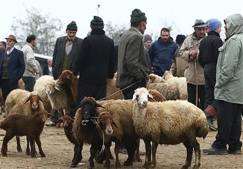 قیمت جدید دام‌زنده اعلام شد/ پوریان: دولت برای تامین نقدینگی دامداران اقدام کند؛ وگرنه مجدد وارد بحران می‌شویم