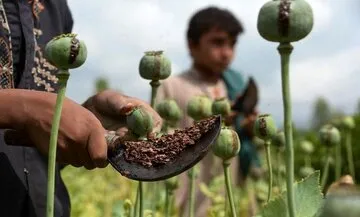 کشت خشخاش