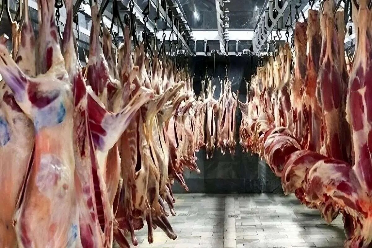 قیمت جدید گوشت قرمز امروز ۱۴ مرداد ۱۴۰۵/ ران گوسفندی کیلویی چند شد؟ + جدول