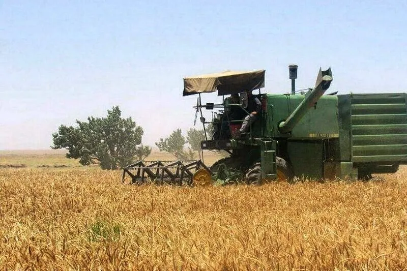گندمکاران